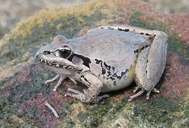 Litoria latopalmata