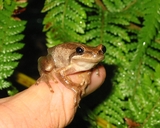 Litoria ewingii