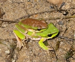 Litoria fallax