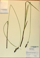 Carex cusickii