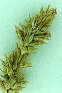 Carex dudleyi