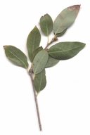 Quercus vacciniifolia
