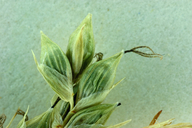 Carex jepsonii