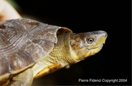 Philippine Pond Turtle