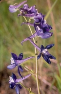 Delphinium nuttallianum