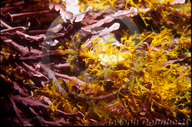 Yellow Hydroid