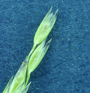 Photo of Agrostis humilis