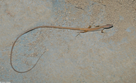 Asian Long-tailed Lizard