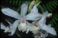 Hyacinth Orchid