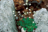 Saxifraga cuneifolia
