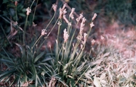 Plantago lanceolata var. lanceolata