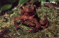 Rhinella proboscidea