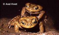 Rhinella icterica