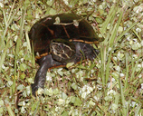 Three-striped Mud Turtle