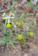 Schkuhria multiflora var. multiflora