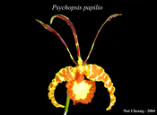 Psychopsis papilio