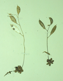Photo of Draba carnosula
