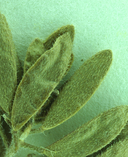 Draba cuneifolia
