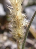 Feather Pappusgrass