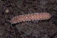 Polydesmid Millipede
