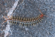 Banded Desert Centipede