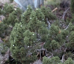 Juniperus californica