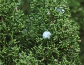 Juniperus californica