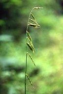 Semaphore Grass