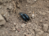 Stink Beetle