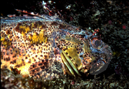 California Scorpionfish