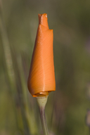 Eschscholzia californica