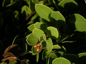 Arctostaphylos montana ssp. ravenii