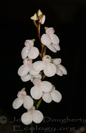Three-petaled Disa Orchid