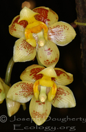 Houlletia Orchid