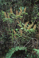 Epidendrum bractiacuminatum