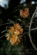Epidendrum arevaloi