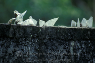 Broken glass on top of privacy wall in Tena (Amazonas, Ecuador)