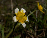 Ranunculus occidentalis