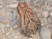 Incilius valliceps