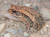 Incilius valliceps