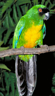 Masked Shining-parrot