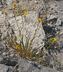 Pyrrocoma racemosa