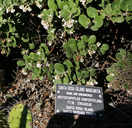 Arctostaphylos confertiflora