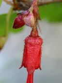 Ribes speciosum