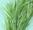 Cinna latifolia