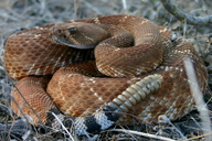 Crotalus ruber