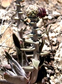 Dudleya saxosa ssp. aloides