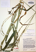 Elymus californicus