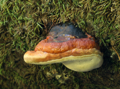 Red-belted Fungus