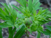 Paeonia californica